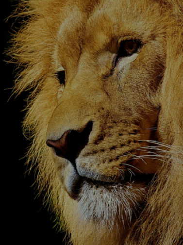 https://atomonline.net/site-2023/wp-content/uploads/2023/06/Africa-do-Sul-Destacada-377x505-1.png